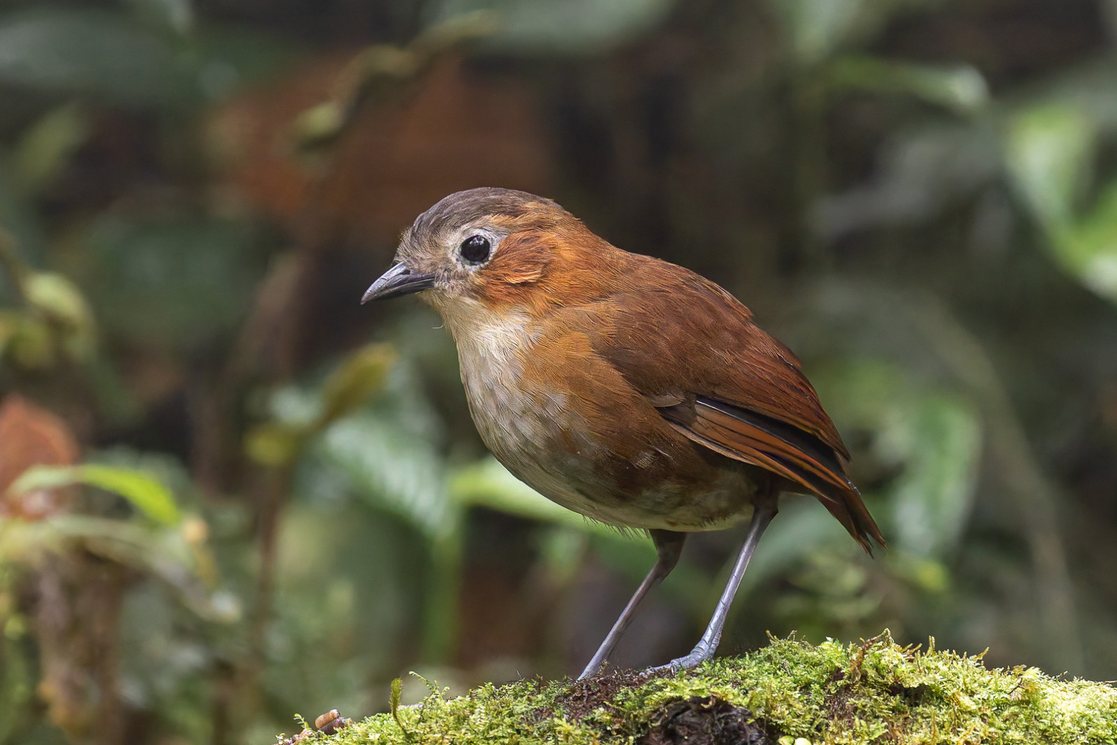 Owlet Lodge | Birdingplaces
